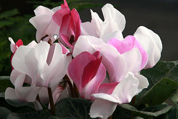 仙客來(lái)花突然全倒下了