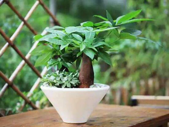 發(fā)財樹的種植技巧，教你七大方法養(yǎng)的青翠欲滴