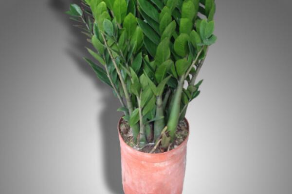 金錢(qián)樹(shù)用什么花盆最好，要用排水性好的盆