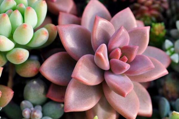 寶石花和觀音蓮的區(qū)別，詳細(xì)介紹葉子和花朵的不同
