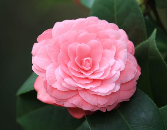 茶花長歪了怎么辦，教你五種解決辦法