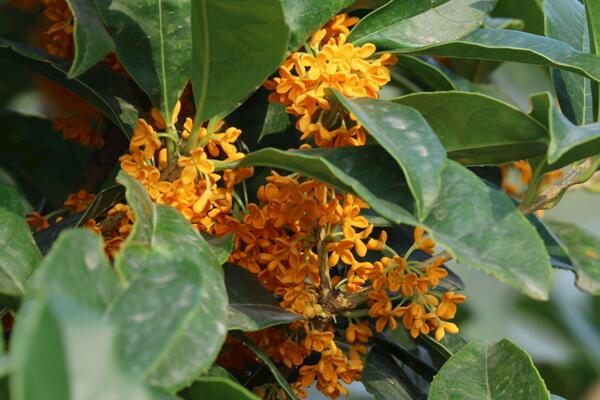 桂花樹幾年開花，養(yǎng)護(hù)5年以上才能開花
