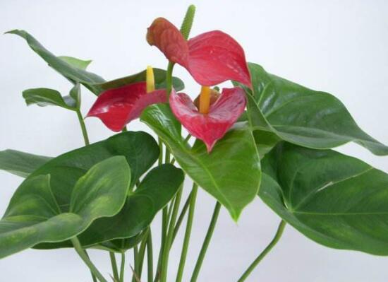 紅掌一年四季都開花嗎，紅掌四季養(yǎng)護(hù)方法