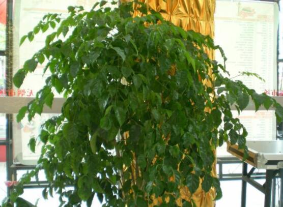 幸福樹擺放禁忌，盤點(diǎn)幸福樹五大擺放禁忌