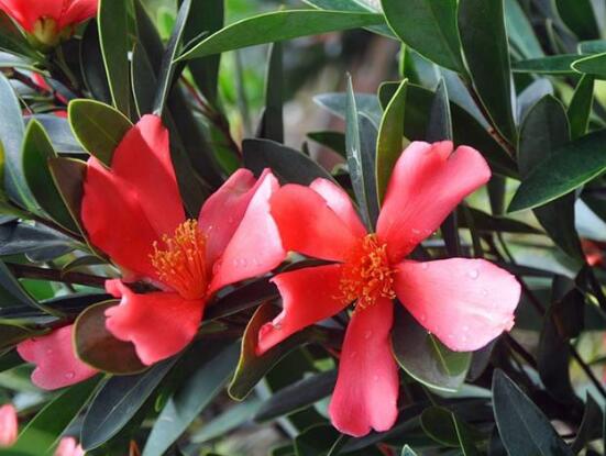 四季茶花的養(yǎng)殖方法和注意事項(xiàng)，老農(nóng)總結(jié)八大基本方法