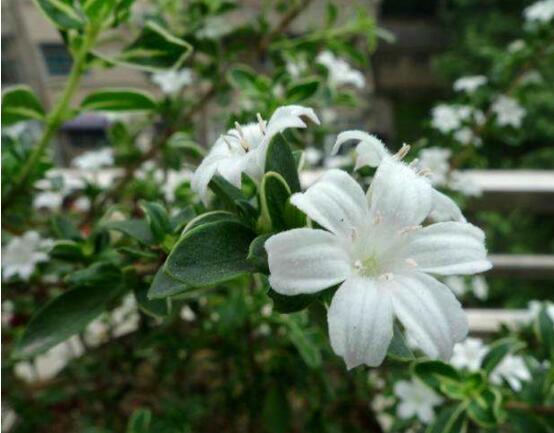 六月雪花期，六月雪花期持續(xù)達60天(5-7月份)