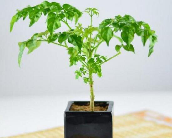 幸福樹(shù)怎么修剪，幸福樹(shù)修剪方法圖解