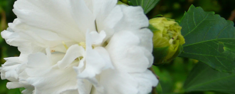 白色扶桑花花語(yǔ)