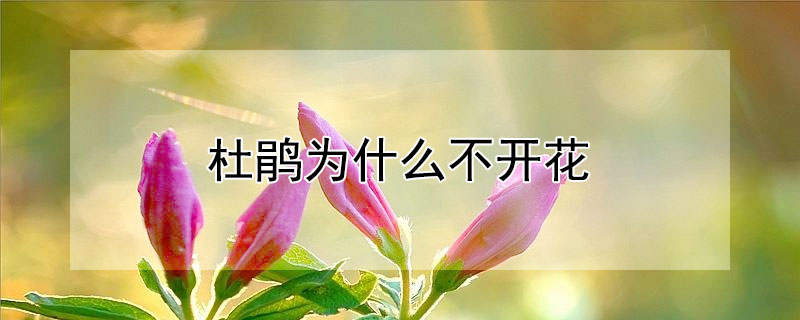 杜鵑為什么不開(kāi)花