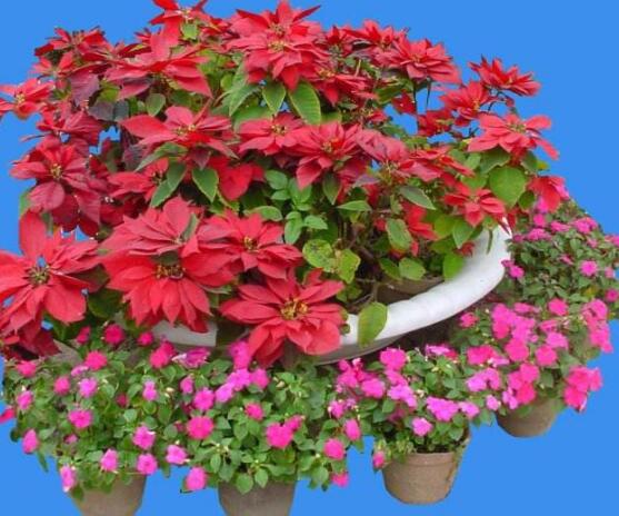 一品紅花，一品紅花圖片