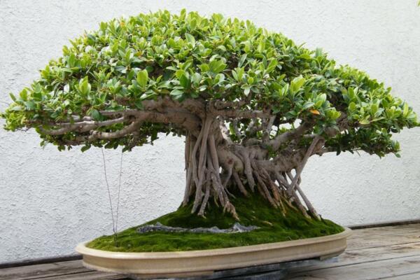 榕樹盆景掉葉子，四種原因以及處理方法