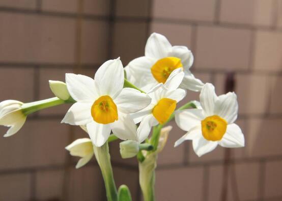 水仙花什么時候開花，水仙花花期在冬季