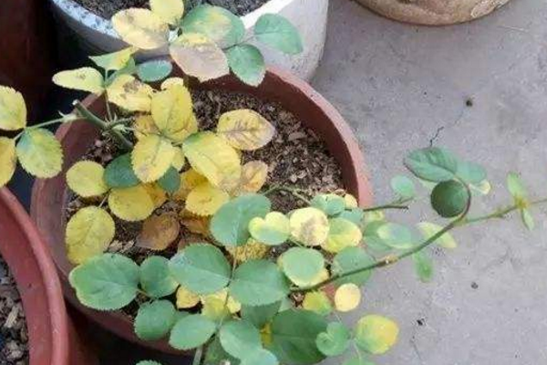 月季花葉子發(fā)黃怎么回事，四種原因以及解決方法