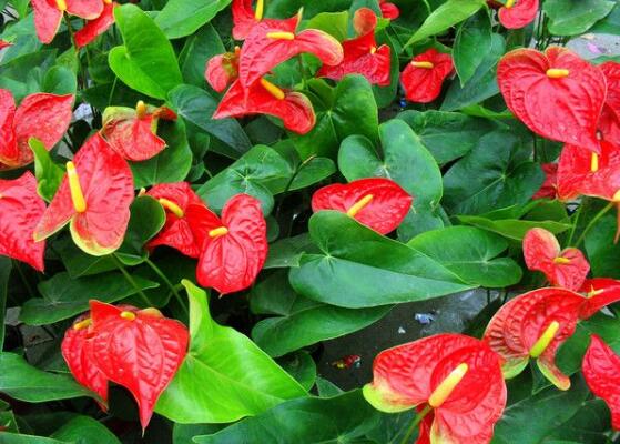 紅掌的花語，象征著大展宏圖、熱情、熱血