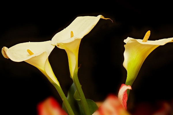 馬蹄蓮花怎么養(yǎng)，使用肥沃疏松養(yǎng)分足的粘壤土栽培