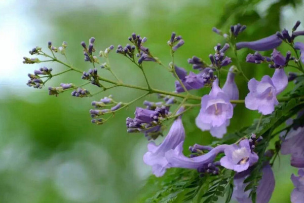 藍(lán)花楹花語