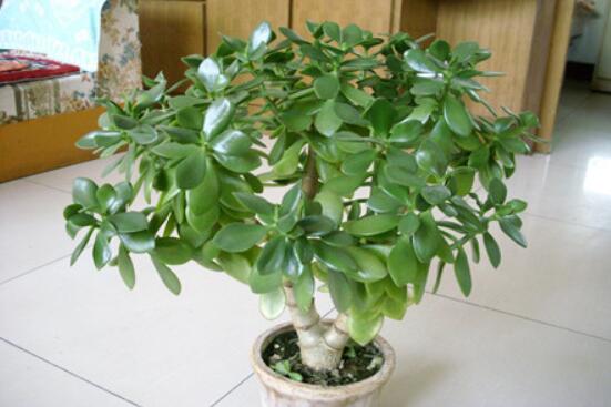 燕子掌有什么作用，美化環(huán)境、凈化空氣