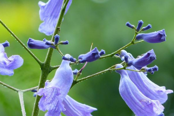藍(lán)花楹花語
