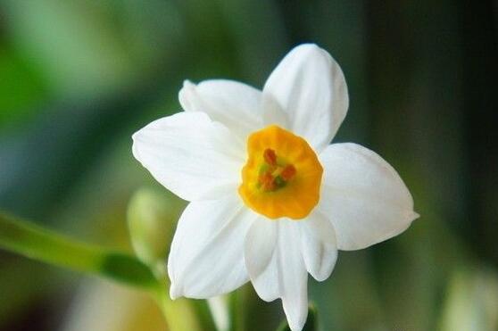 水仙花爛根怎么辦，水仙花爛根解決辦法