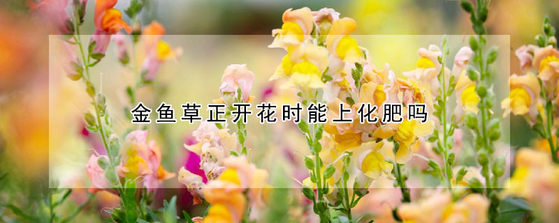 金魚草正開(kāi)花時(shí)能上化肥嗎