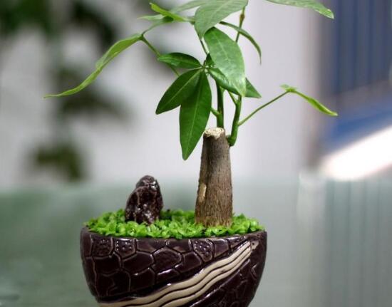 怎樣栽培發(fā)財(cái)樹，發(fā)財(cái)樹怎么種植方法