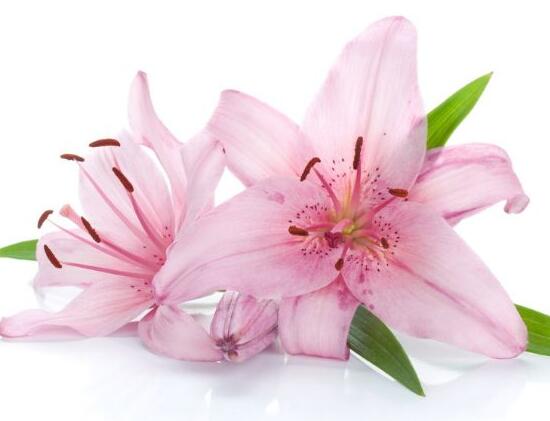百合花為什么根爛，百合花爛根怎么辦/修根重新栽培