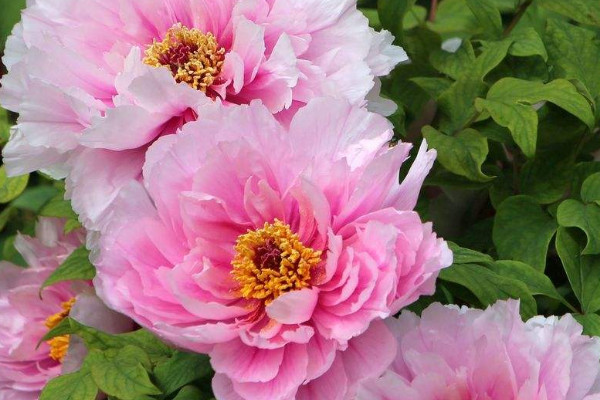 牡丹花在什么時(shí)間開(kāi)花