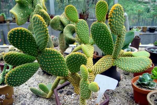 仙人掌花語象征與寓意，象征著堅強、剛毅的愛情
