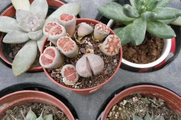 生石花繁殖方法，主要通過播種和分株兩種方法進(jìn)行