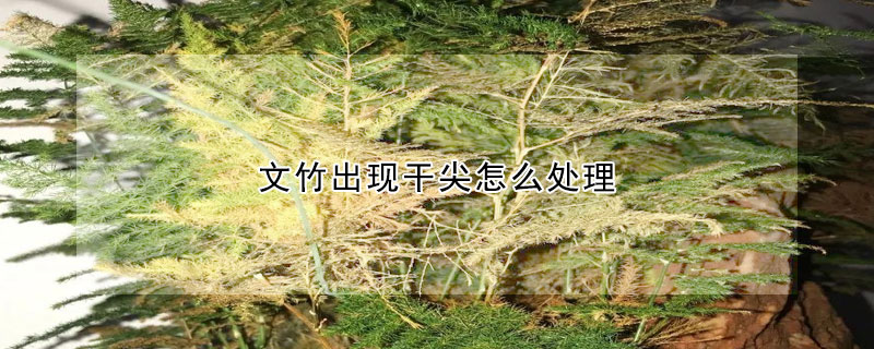 文竹出現(xiàn)干尖怎么處理