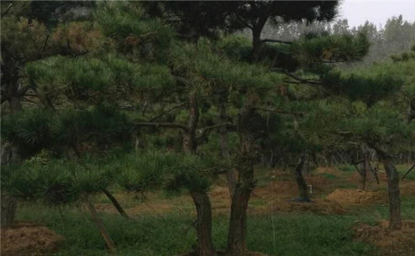 最新白皮松報(bào)價(jià)_小苗圖片價(jià)格_種植技術(shù)