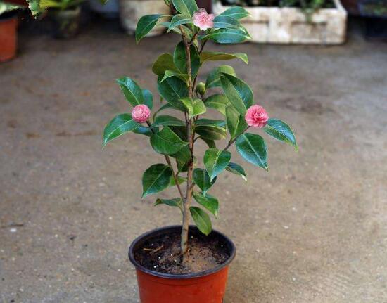 茶花適合在室內(nèi)養(yǎng)嗎，茶花對家里的風(fēng)水好嗎