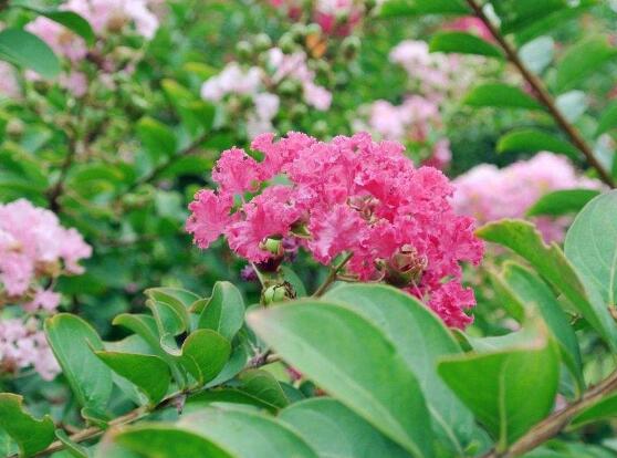 薔薇花的種植方法，盤點(diǎn)薔薇花七大種植方法