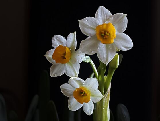 水仙花怎么養(yǎng)，水仙花養(yǎng)殖方法