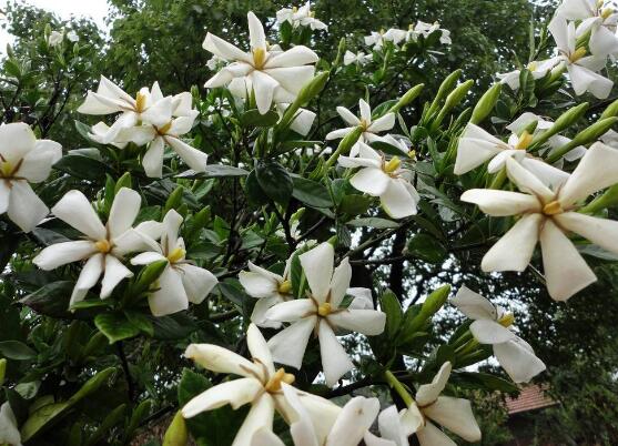 梔子花什么時候開花，梔子花開花期5月-8月