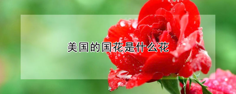 美國(guó)的國(guó)花是什么花