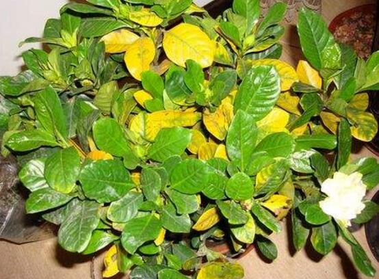 梔子花葉子發(fā)黃怎么辦，七大辦法變得枝繁葉茂