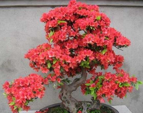 杜鵑花掉葉子，四種原因以及解決辦法