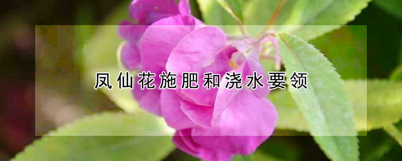 鳳仙花施肥和澆水要領(lǐng)