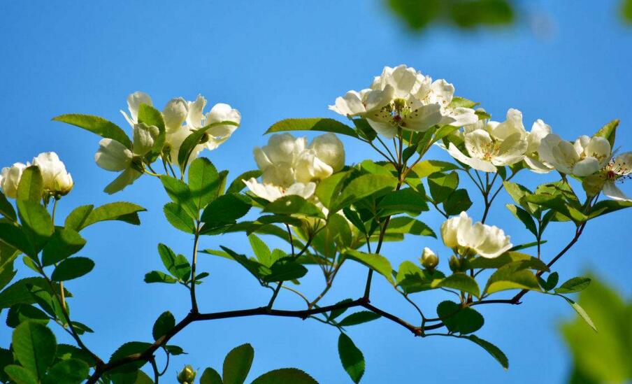 九里香不開花怎么辦，很有可能是光照不足