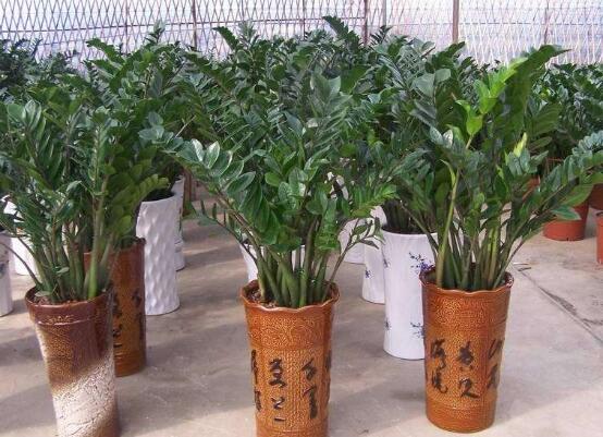金錢樹開花后怎么處理，，老農(nóng)總結(jié)出四種處理辦法
