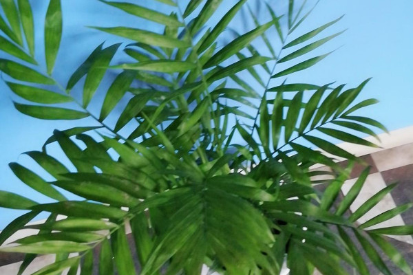 散尾葵花語(yǔ)