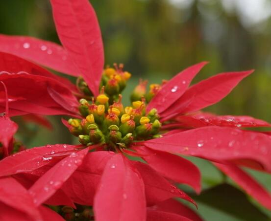 一品紅發(fā)黃掉葉子，盤(pán)點(diǎn)最常見(jiàn)的三種原因以及解決方法