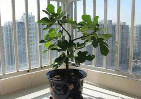 平安樹怎么養(yǎng)才茂盛，平安樹的養(yǎng)殖方法