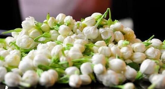 茉莉花的功效與作用，茉莉花八大功效與作用