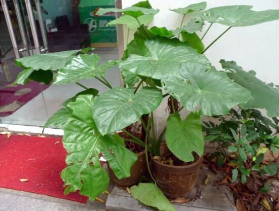 滴水觀音和海芋的區(qū)別，是同一種植物沒區(qū)別