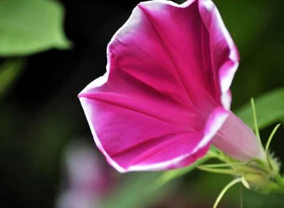 牽牛花葉子發(fā)黃怎么辦，牽牛花葉子發(fā)黃解決辦法