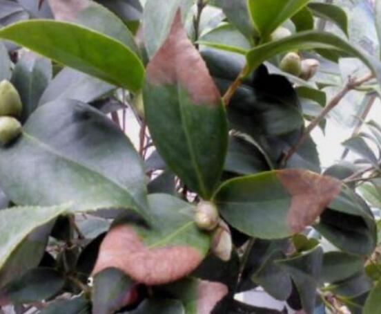 山茶花的病蟲害防治，盤點四種病蟲害防治方法