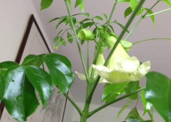 幸福樹什么時候開花，幸福樹的花語是什么