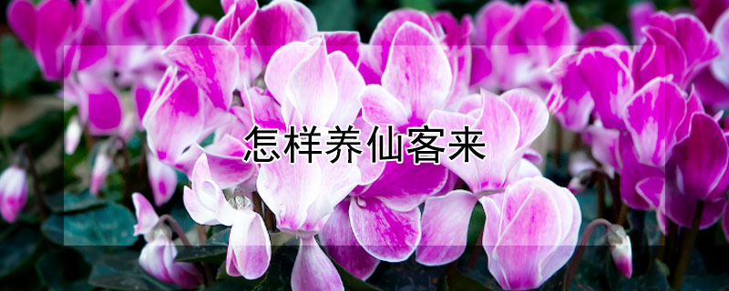怎樣養(yǎng)仙客來